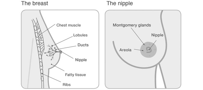 Women's Health Quiz